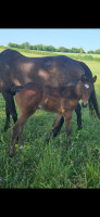 Vente de cheval : Repley de Burnand
