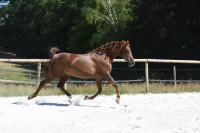 Vente de cheval : Lillie