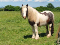 Vente de cheval : Lilou 