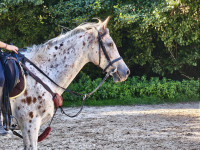 Vente de cheval : Fila� de l'�cureuil 