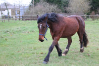 Vente de cheval : Nessia de la Gagnerie