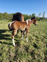 Vente de cheval : Quibbler Masster