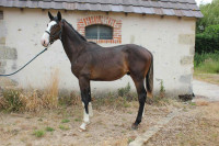 Vente de cheval : Oh Rouge