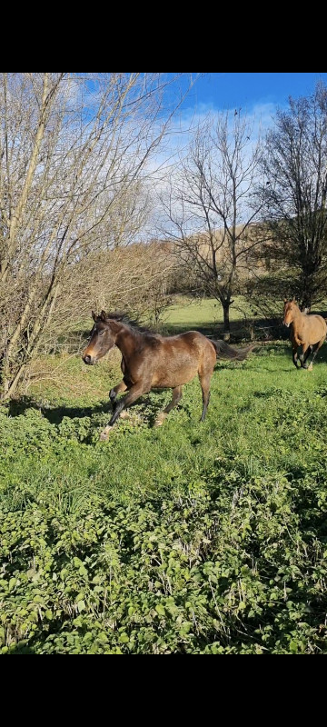 Vente de cheval : Lapis