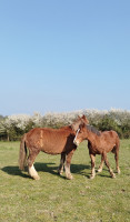 Vente de cheval : Pignon