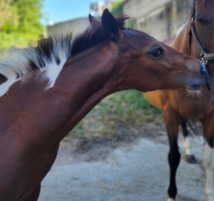 Vente de cheval : Quibbler Masster
