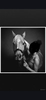 Vente de poney