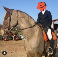 Vente de cheval : IKO de J�l�na 