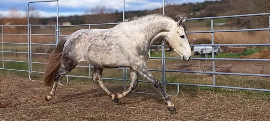 Vente de cheval : Jericho du Bonheur 