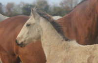 Vente de cheval : Panama du Phoenix 