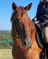 Vente de cheval : Vulcana