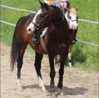 Vente de cheval : Jean risk 