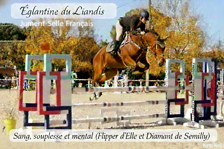 Vente de cheval : Eglantine du Liandis 