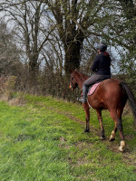 Vente de cheval : Koko