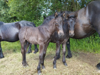 Vente de cheval : Prom�th�e 