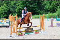 Vente de cheval : Coquille de voge
