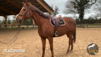 Vente de cheval : Placiyouni