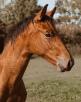 Vente de cheval : Power de l�Anecdote