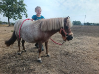 Vente de poney