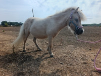 Vente de poney