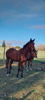 Vente de cheval : Mambo