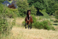 Vente de cheval : Santino S
