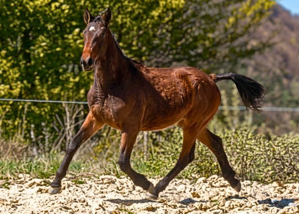 Vente de cheval : Ob�lix de Bayanne