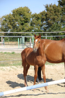 Vente de cheval : Q de la Bride
