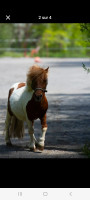 Vente de poney