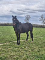 Vente de cheval : Babylon club