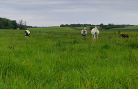 Ferme �questre