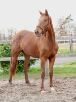 Vente de cheval : Donna