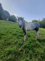 Vente de cheval : Mozart de Vidal 