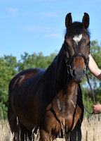 Vente de cheval : Kinder FONTEVEILLE