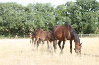 Vente de cheval : Quincy
