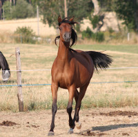 Vente de cheval : Pavlova Lara'bians 