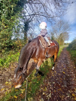 Vente de cheval : Kom�te Skill 