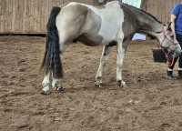 Vente de cheval : Neptune des potheys 