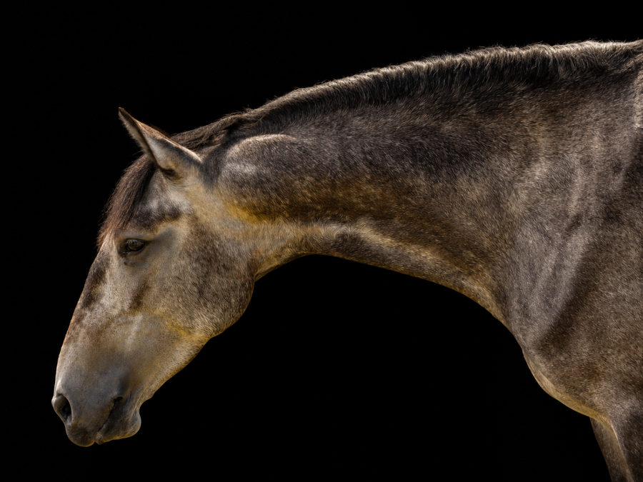 Vente de cheval : Tejo 