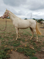 Vente de cheval : Pedra du Bourlat