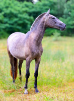 Vente de cheval : Uva 