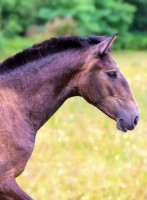 Vente de cheval : Vaina