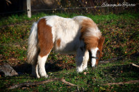 Vente de poney