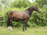 Vente de cheval : Diana de Hus 
