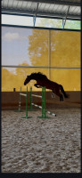Vente de cheval : Nelson Merona
