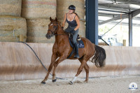 Vente de cheval : Newton Merona 