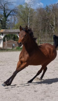 Vente de cheval : Lyna REJ