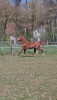 Vente de cheval : Ghazaal REJ