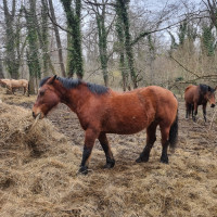 Vente de cheval : Surprise