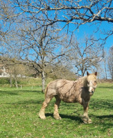 Vente de cheval : Azalee de lizolle